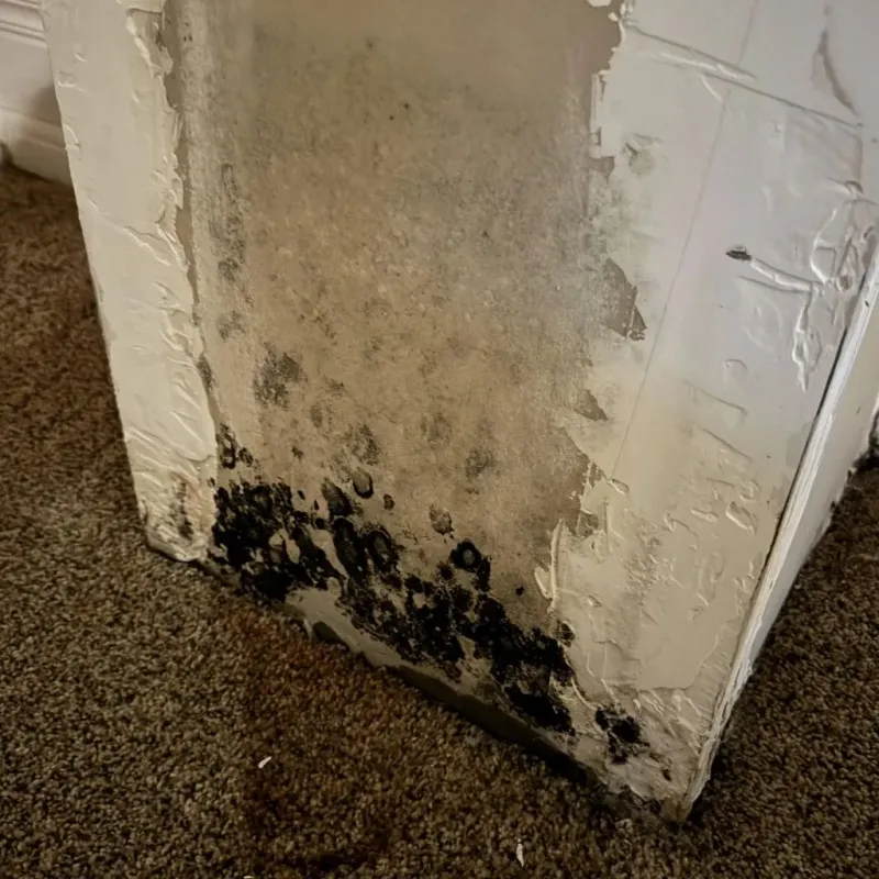 Professional Mold Removal in Clarke County, GA